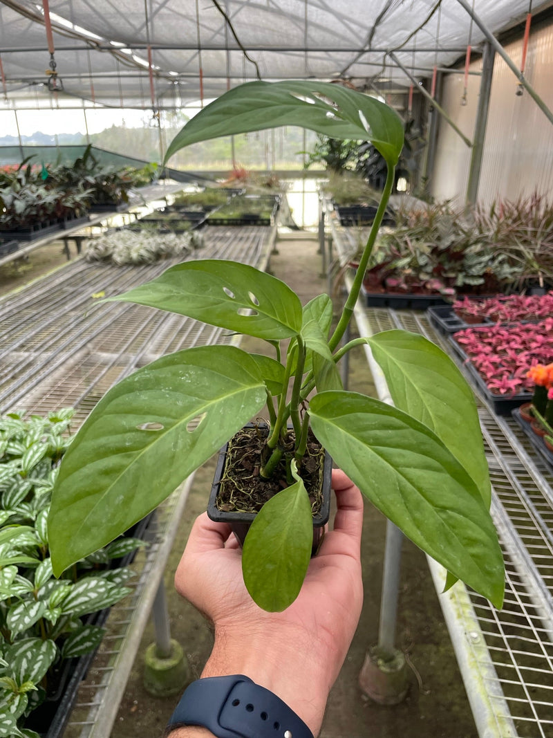 Monstera adansonii (Swiss Cheese Vine) – Exotic Climbing Houseplant