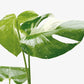 Monstera ‘Thai Constellation’ – Rare Variegated Splendor