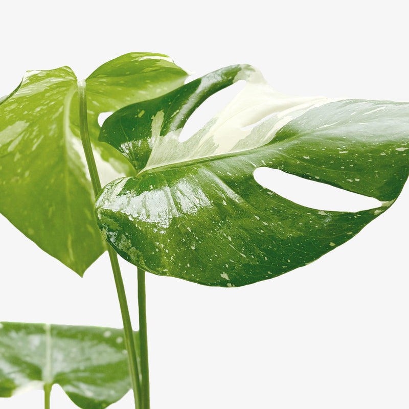 Monstera ‘Thai Constellation’ – Rare Variegated Splendor