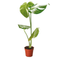 Monstera ‘Thai Constellation’ – Rare Variegated Splendor