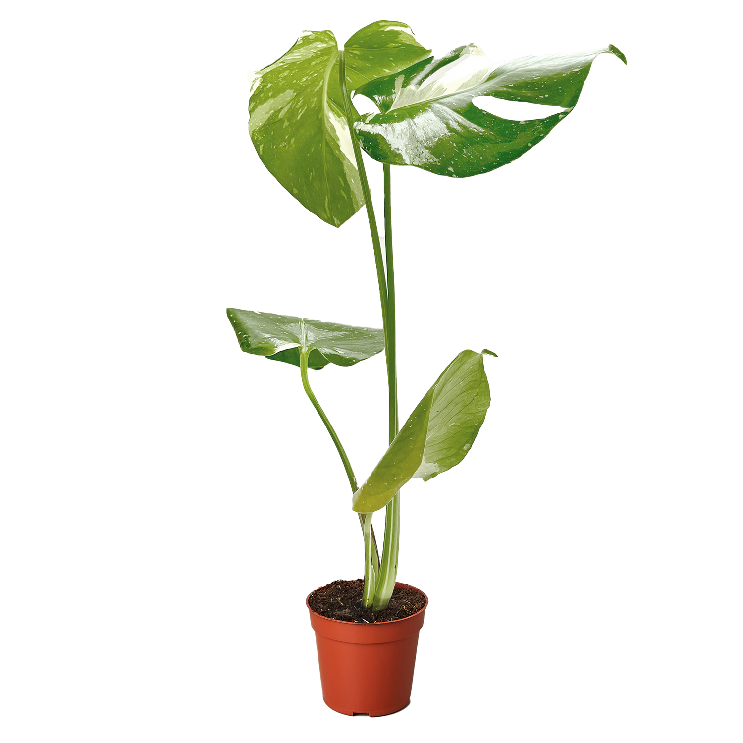 Monstera ‘Thai Constellation’ – Rare Variegated Splendor