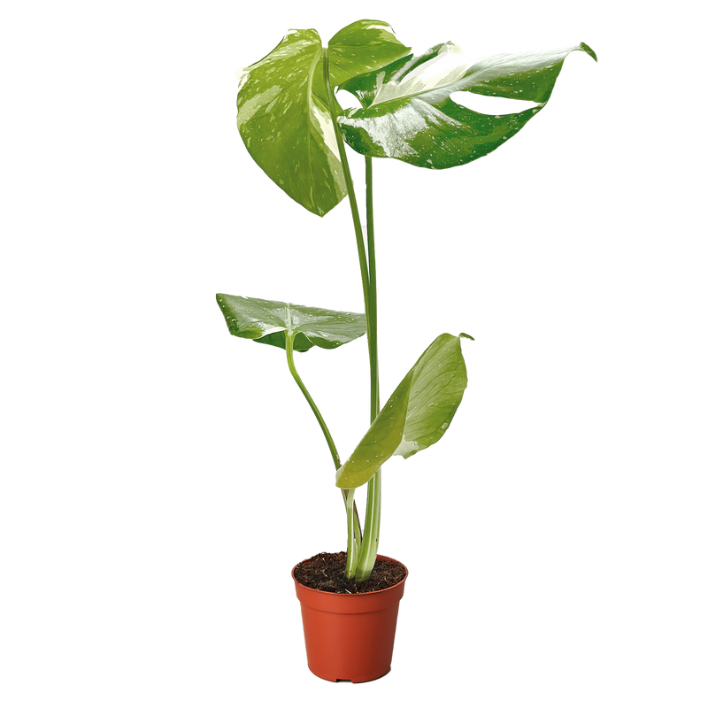 Monstera ‘Thai Constellation’ – Rare Variegated Splendor