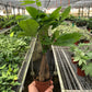 Money Tree (Pachira aquatica) – Braided Trunk, Good Fortune & Easy Care