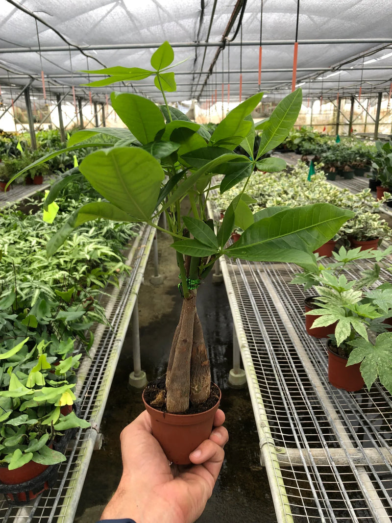 Money Tree (Pachira aquatica) – Braided Trunk, Good Fortune & Easy Care