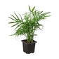 Parlor Palm (Chamaedorea elegans) – Elegant, Low-Light, Air-Purifying Indoor Palm