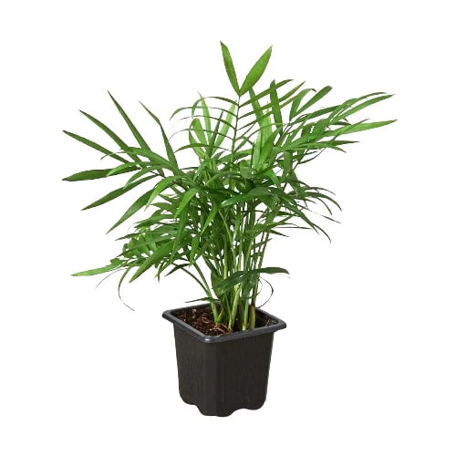 Parlor Palm (Chamaedorea elegans) – Elegant, Low-Light, Air-Purifying Indoor Palm