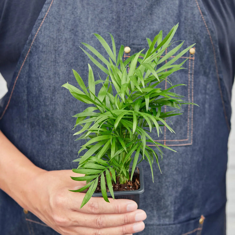 Parlor Palm (Chamaedorea elegans) – Elegant, Low-Light, Air-Purifying Indoor Palm