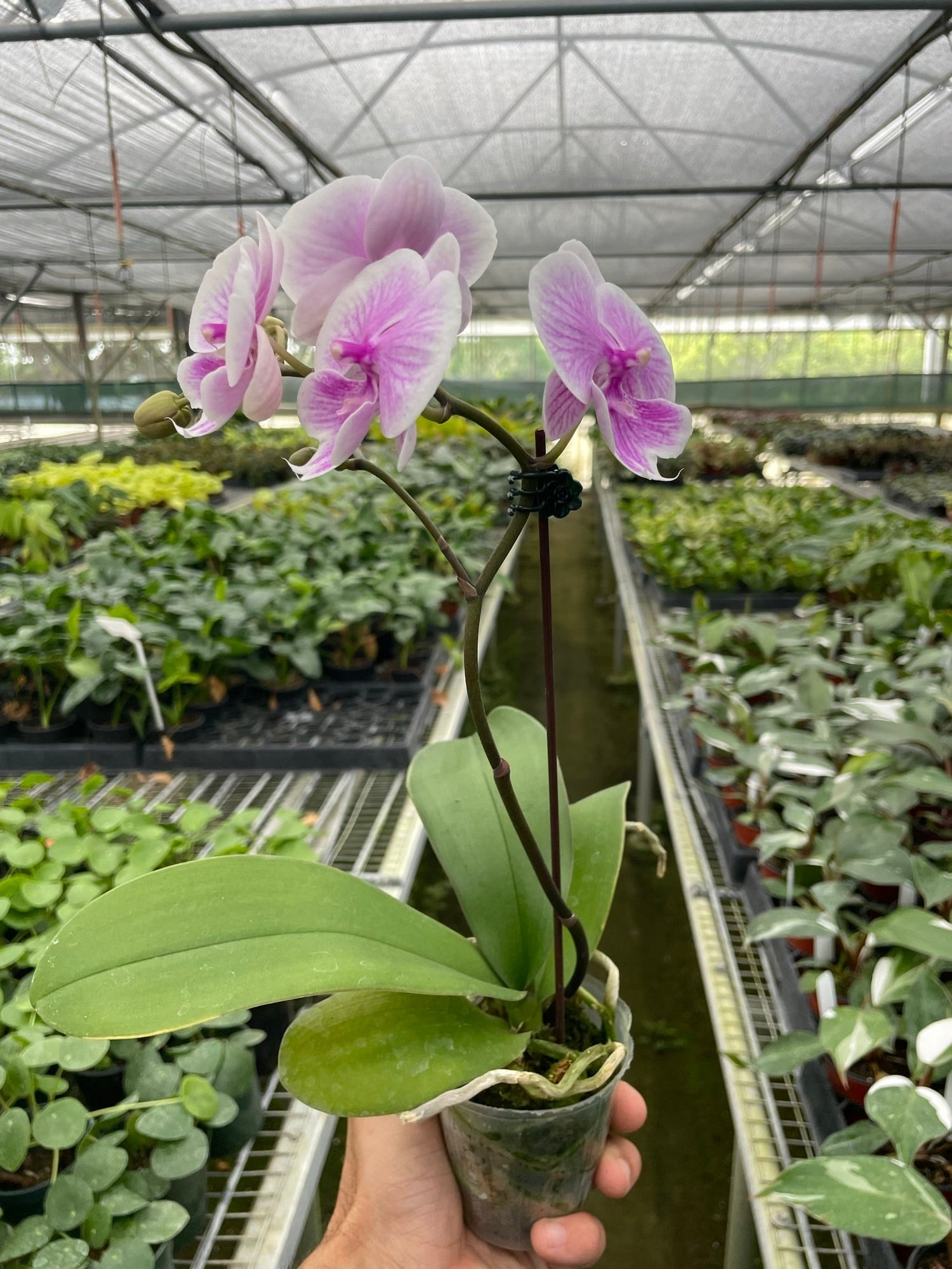 Moon Orchid (Phalaenopsis amabilis) – Elegant, Long-Lasting Tropical Blooms
