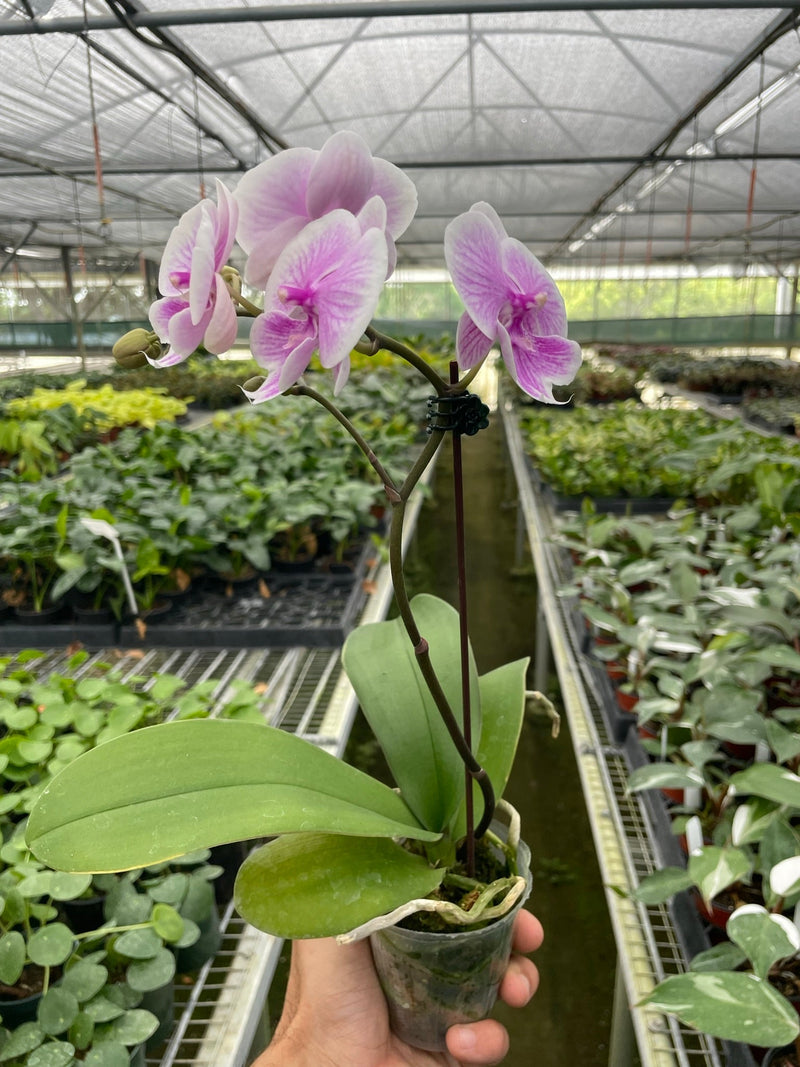Moon Orchid (Phalaenopsis amabilis) – Elegant, Long-Lasting Tropical Blooms