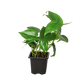Philodendron Cordatum (Philodendron cordatum) – Easy-Care Heartleaf Vine