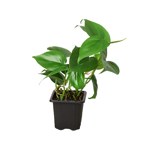 Philodendron Cordatum (Philodendron cordatum) – Easy-Care Heartleaf Vine
