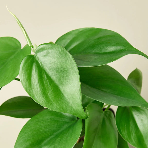 heartleaf philodendron vine Philodendron Cordatum – Easy-Care Heartleaf Vine for Home & Office – The Garland Guy