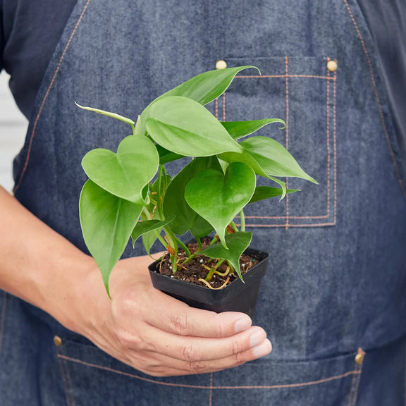 philodendron houseplant vine Philodendron Cordatum – Easy-Care Heartleaf Vine for Home & Office – The Garland Guy