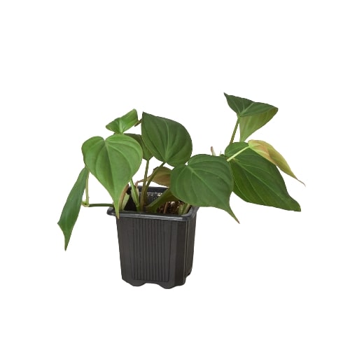 Philodendron Micans (Philodendron hederaceum) – Velvety, Vining, and Elegant