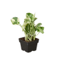Pothos, Epipremnum aureum (Devil’s Ivy) – Easy-Care Indoor Vining Plant