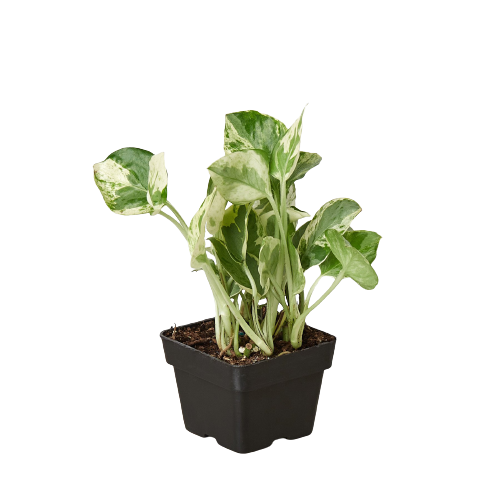 Pothos, Epipremnum aureum (Devil’s Ivy) – Easy-Care Indoor Vining Plant