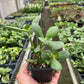 Succulent Crassula 'Jade'