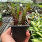 Succulent Euphorbia 'Trigona Rubra'
