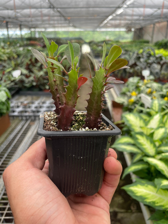 euphorbia succulent plant Succulent Euphorbia 'Trigona Rubra' – The Garland Guy