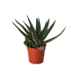 Succulent Haworthia Limifolia