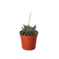 Succulent Haworthia Miami