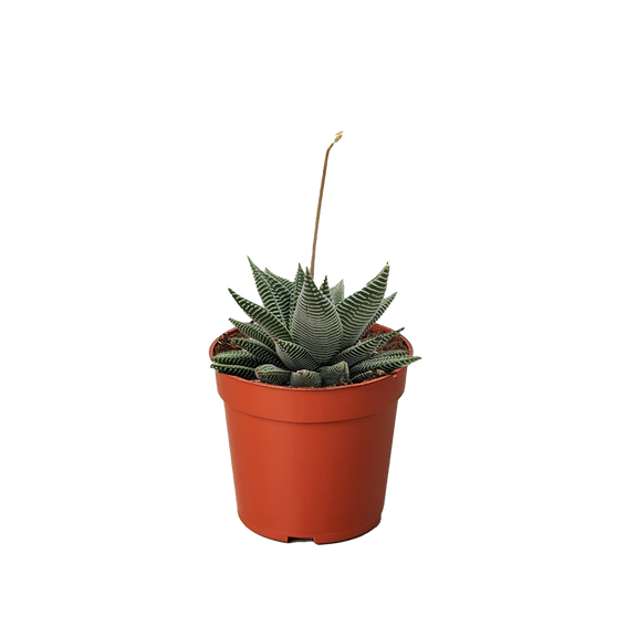 the succulent guy Succulent Haworthia Miami
