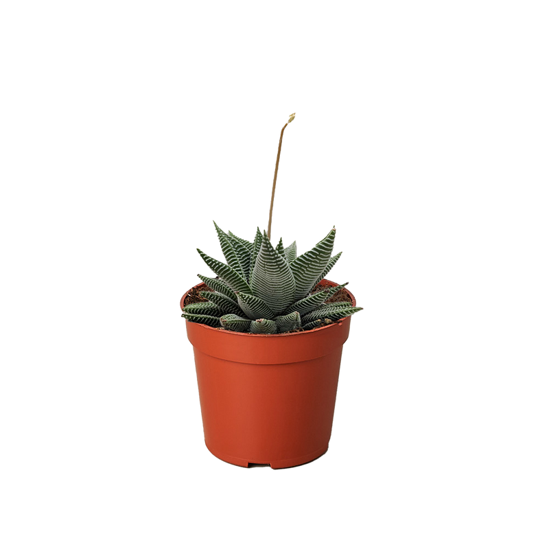 wholesale succulents miami Succulent Haworthia Miami
