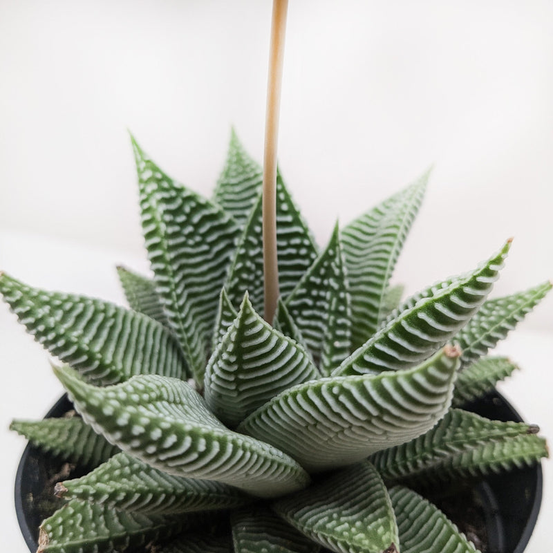 succulent haworthia Succulent Haworthia Miami – The Garland Guy