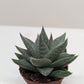 Succulent Haworthia Savanna – Gasteria ‘Little Warty’