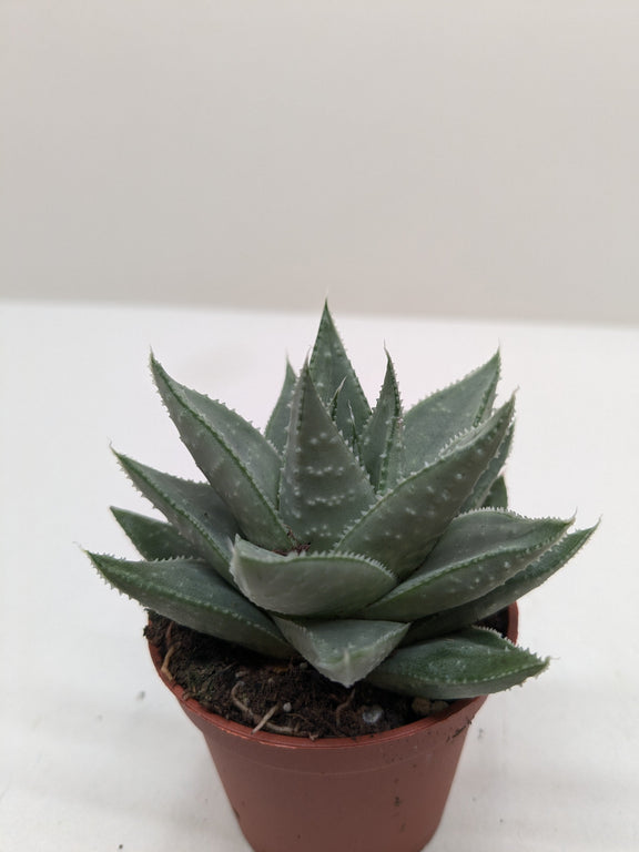 monstrose succulent Haworthia Savanna 🌿 Gasteria 'Little Warty' – Easy-Care Textured Succulent (4" Pot) – The Garland Guy