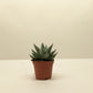 Succulent Haworthia Savanna – Gasteria ‘Little Warty’