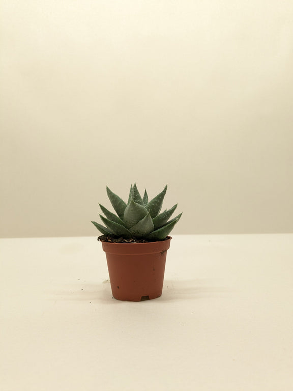 little succulent pots Haworthia Savanna 🌿 Gasteria 'Little Warty' – Easy-Care Textured Succulent (4" Pot) – The Garland Guy