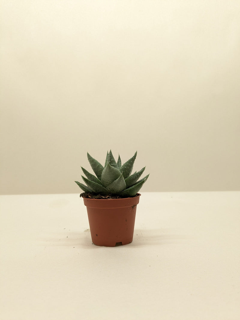 haworthia gasteria succulent Haworthia Savanna 🌿 Gasteria 'Little Warty' – Easy-Care Textured Succulent (4" Pot) – The Garland Guy