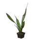 Snake Plant ‘Zeylanica’ (Sansevieria trifasciata) – Low-Maintenance, Air-Purifying Houseplant