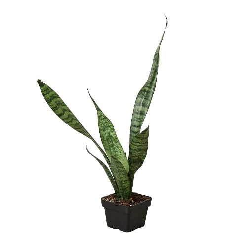 Snake Plant ‘Zeylanica’ (Sansevieria trifasciata) – Low-Maintenance, Air-Purifying Houseplant
