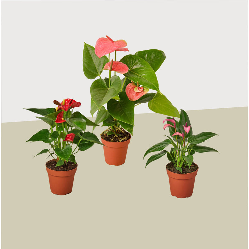 anthurium colors 3 Anthurium Variety Pack- All Different Colors