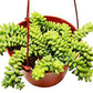 Sedum 'White Stone Crop' Succulent