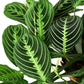Prayer Plant (Maranta) – Colorful, Pet-Safe Tropical Beauty