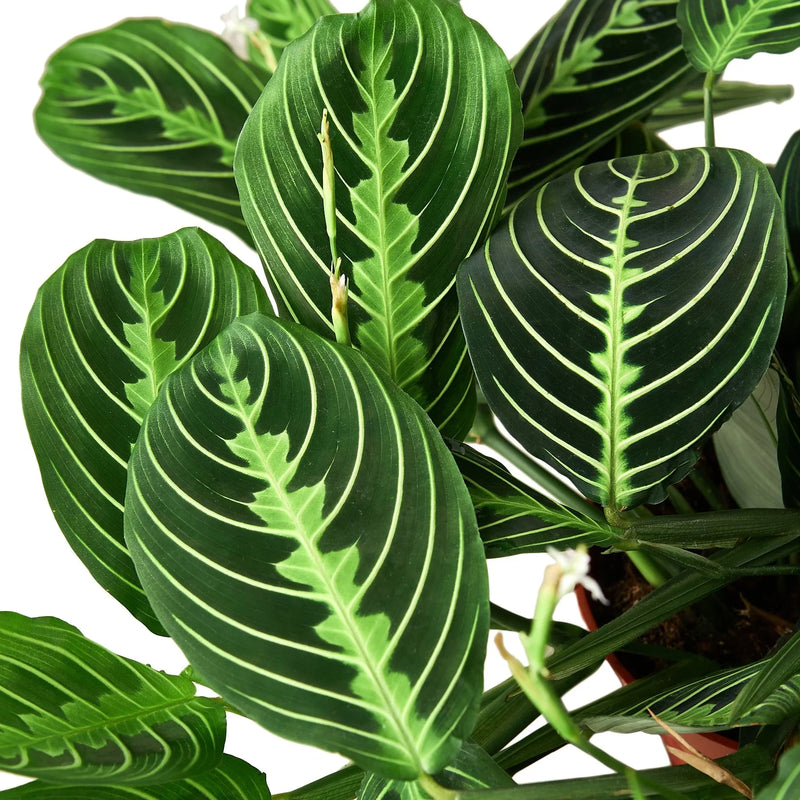 Prayer Plant (Maranta) – Colorful, Pet-Safe Tropical Beauty