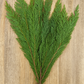 Leyland Cypress Bunches