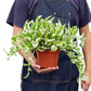 Pothos, Epipremnum aureum (Devil’s Ivy) – Easy-Care Indoor Vining Plant