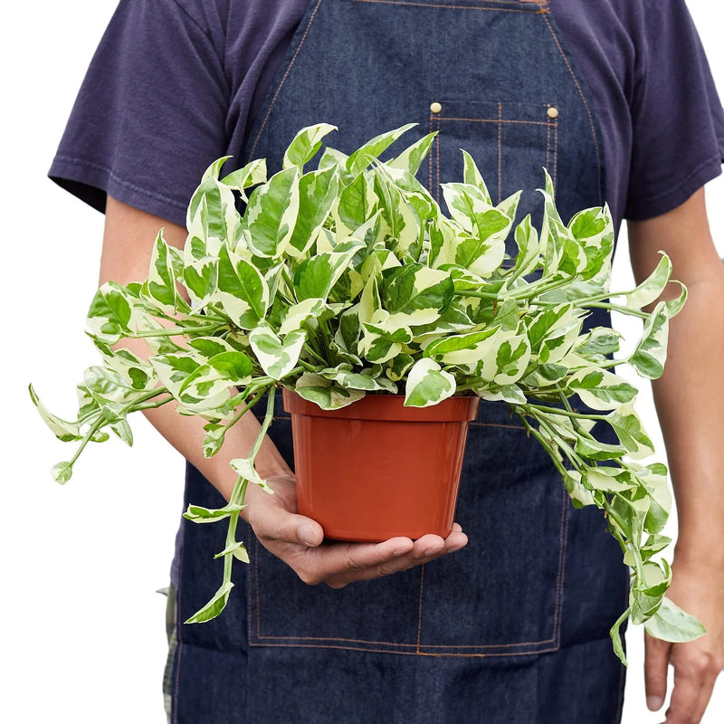 Pothos, Epipremnum aureum (Devil’s Ivy) – Easy-Care Indoor Vining Plant