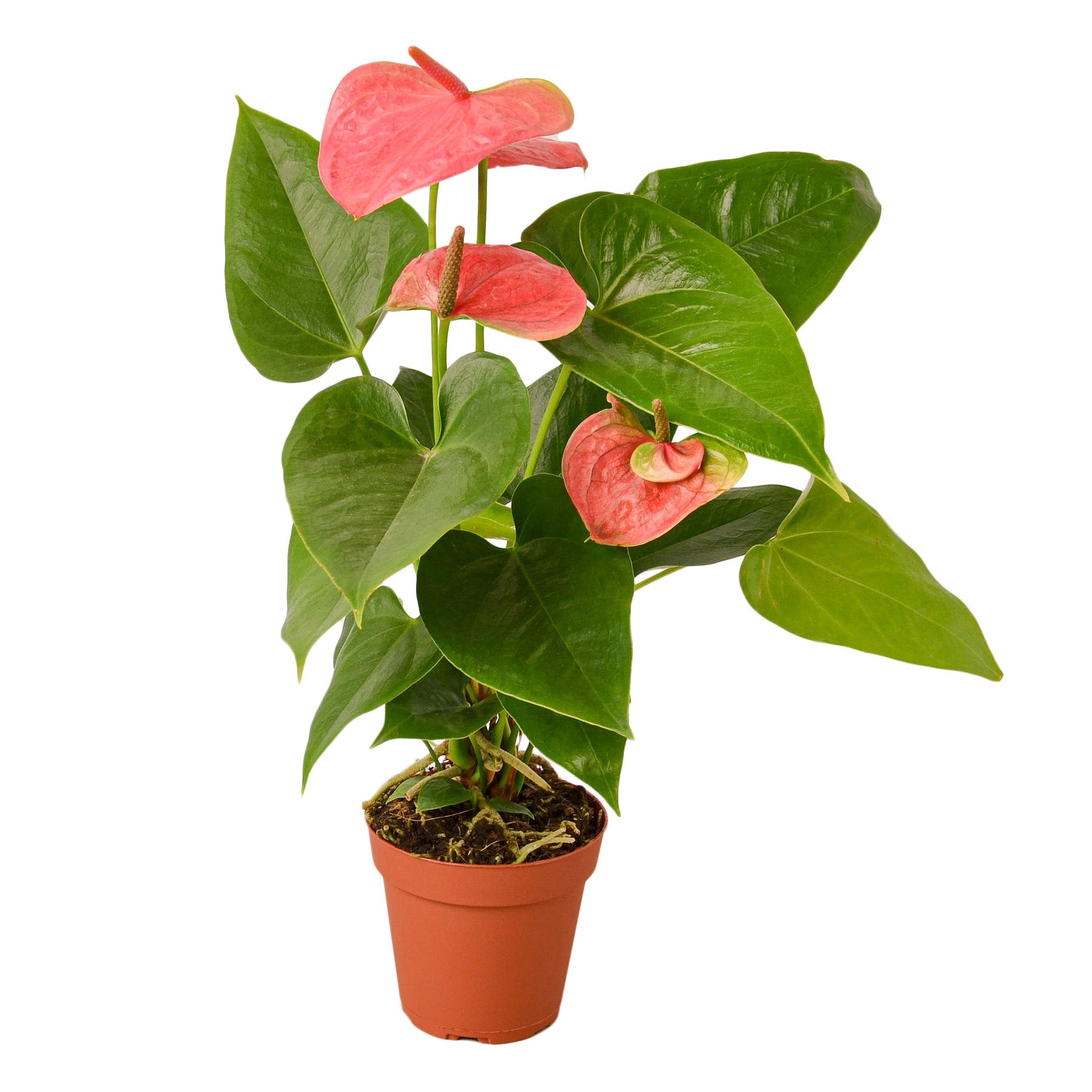 The Garland Guy Anthurium