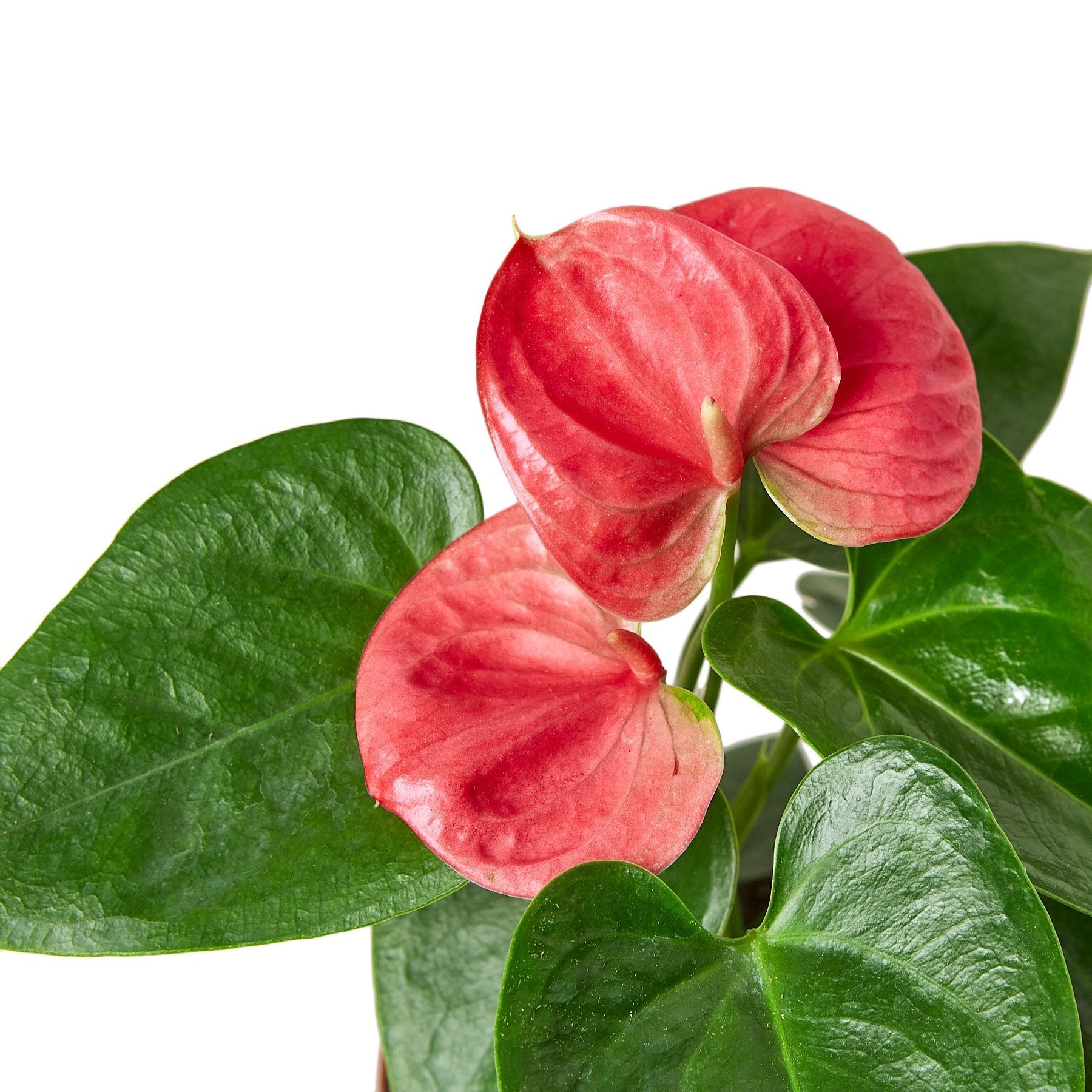 The Garland Guy Anthurium - Thumbnail 3