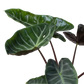 Alocasia 'Ebony'