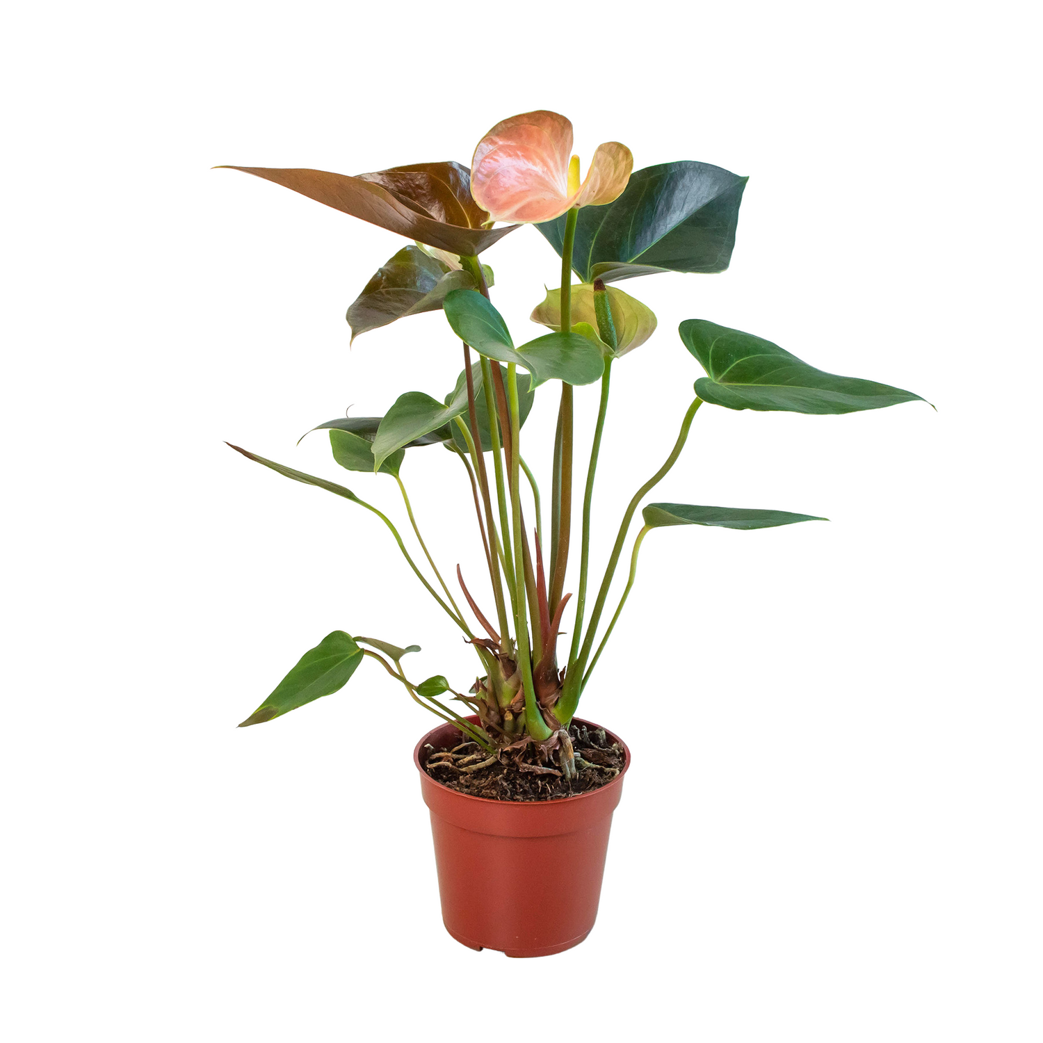 Anthurium 'Rainbow' (Anthurium andraeanum) – Exotic, Color-Rich Tropical Blooms