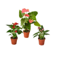 3 Anthurium Variety Pack- All Different Colors - 4" Pots