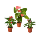 3 Anthurium Variety Pack- All Different Colors - 4" Pots
