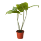 King Anthurium (Anthurium veitchii) – The Royal Showstopper of Tropical Plants