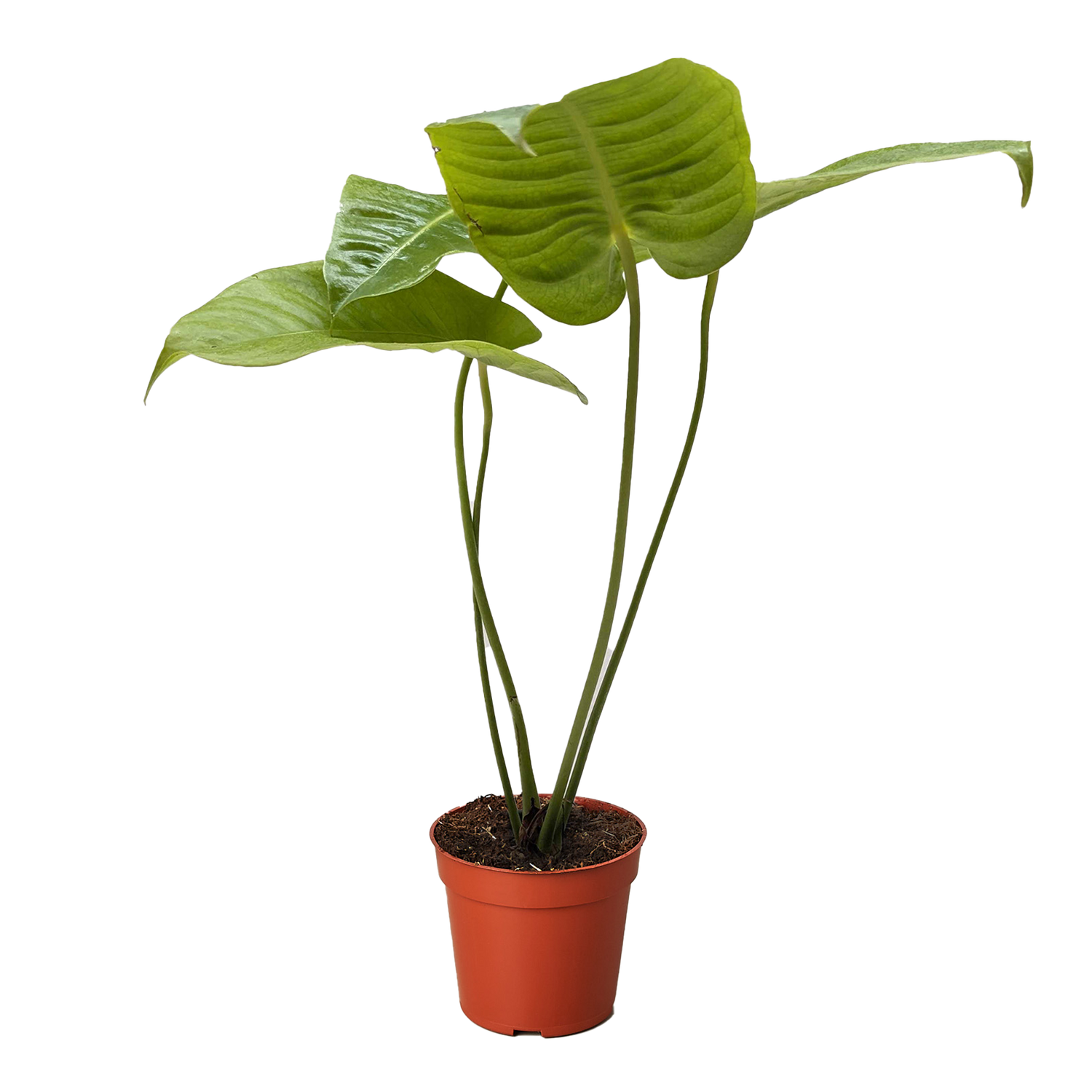 King Anthurium (Anthurium veitchii) – The Royal Showstopper of Tropical Plants